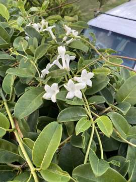 Image of Stephanotis floribunda Brongn.