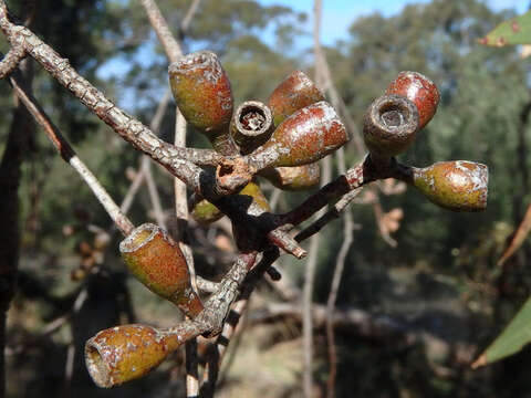 Image of Eucalyptus microcarpa (Maiden) Maiden