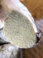 Sivun Boletus subalpinus (Trappe & Thiers) Nuhn, Manfr. Binder, A. F. S. Taylor, Halling & Hibbett 2013 kuva