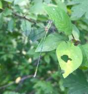 Image of Eastern Willow Spreadwing