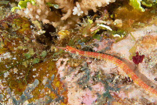 Image of Blackbreasted pipefish