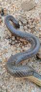 Image of Rainbow Mud Snake