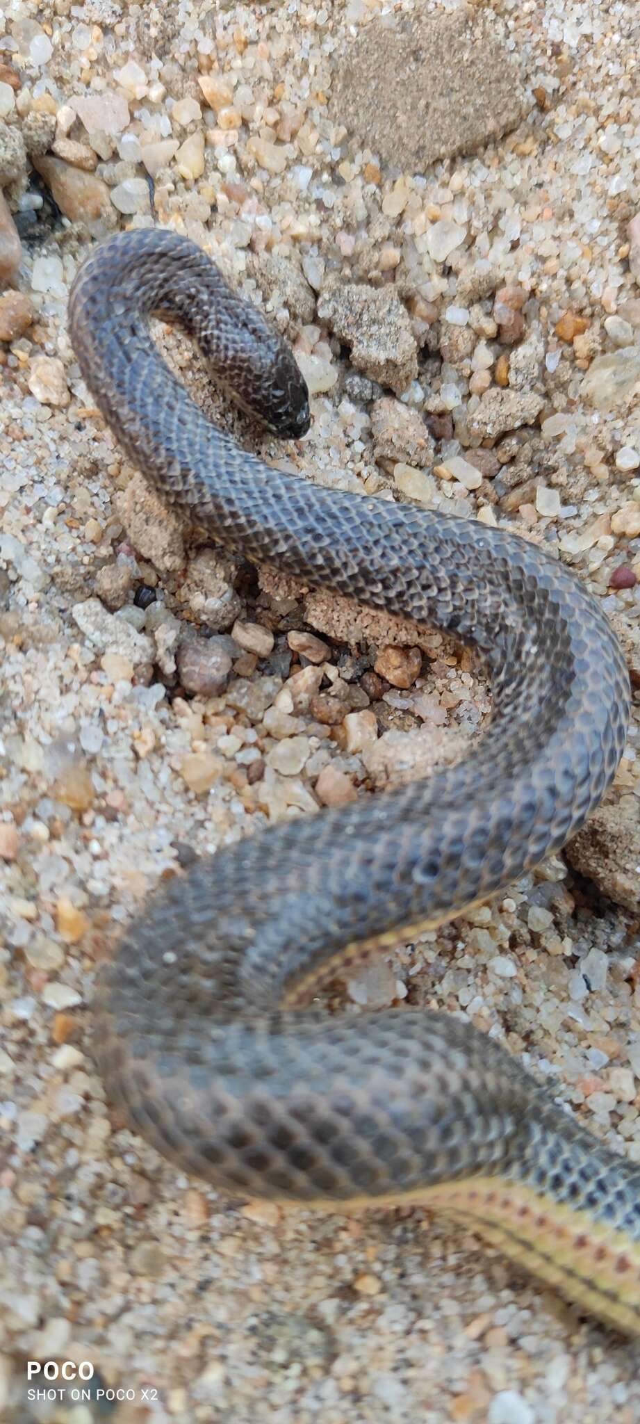 Image of Rainbow Mud Snake