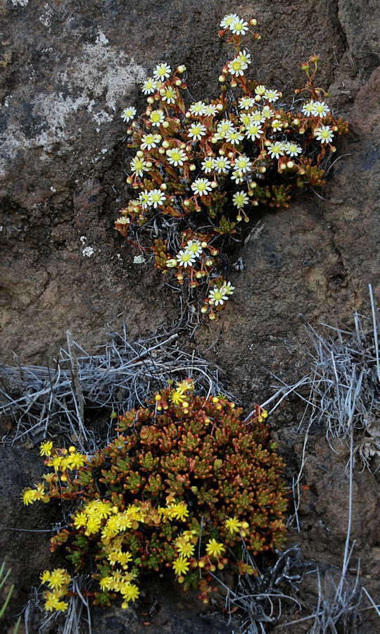 Image of Aeonium sedifolium (Webb ex Bolle) J. Pitard & L. Proust