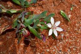 Image of Lapeirousia arenicola Schltr.