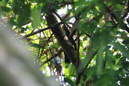 Image of Crested Jay