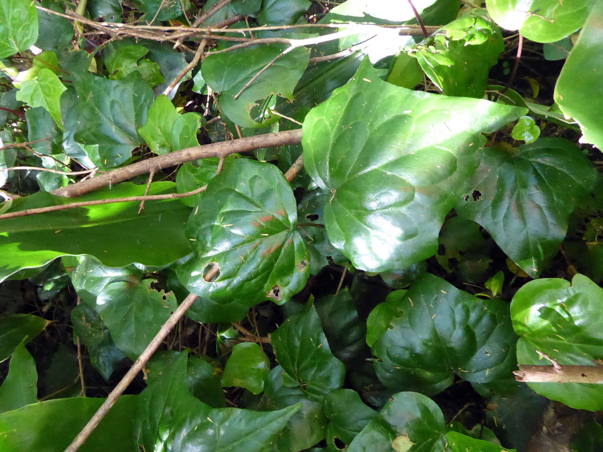 Image of Algerian ivy