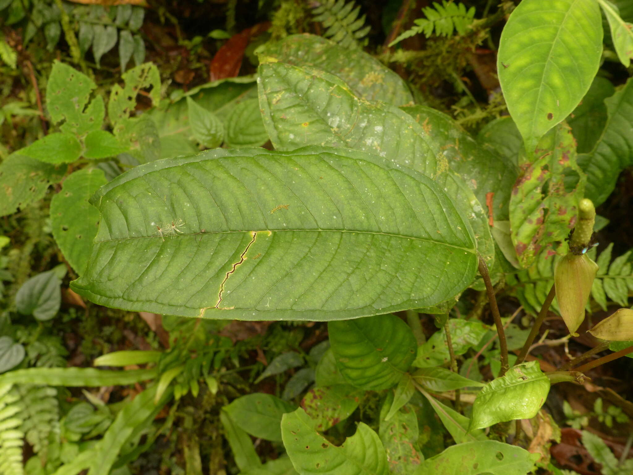 Image of Anthurium amoenum Kunth & C. D. Bouché