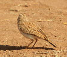 صورة Calendulauda africanoides africanoides (Smith & A 1836)