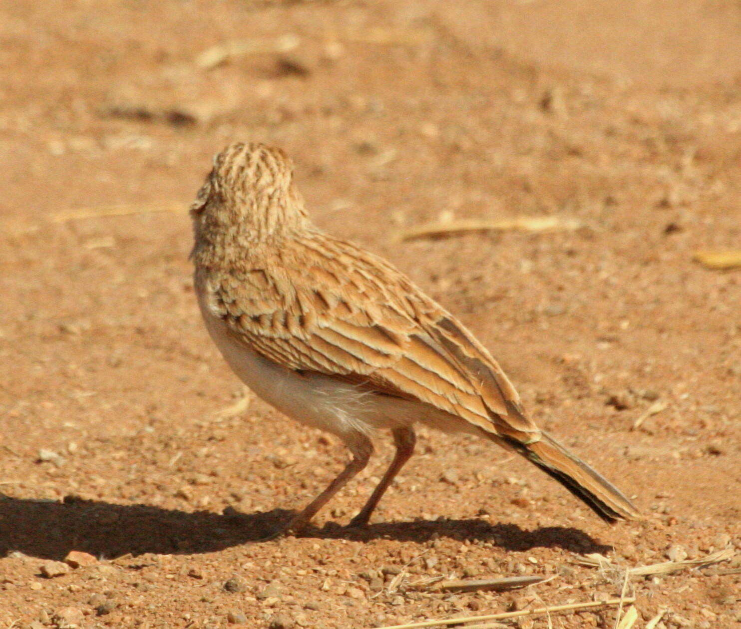 صورة Calendulauda africanoides africanoides (Smith & A 1836)