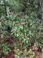 Image of Miconia mexicana (Bonpl.) Naud.