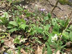 Imagem de Phlox divaricata subsp. laphamii (Alph. Wood) Wherry