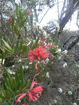 Image of Grevillea speciosa (Knight) Mc Gill.