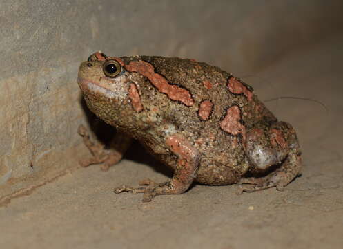 Image of Sri Lankan Bullfrog