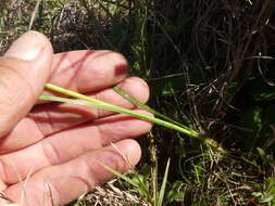 Image of Geissorhiza juncea (Link) A. Dietr.