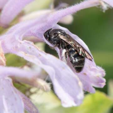 Image of Dufourea monardae (Viereck 1924)