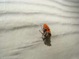 Image of Tawny Jumping Spider