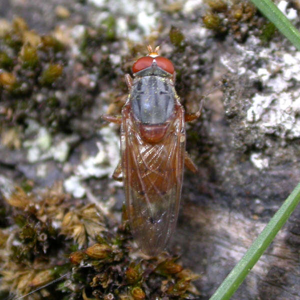 Imagem de Brachyopa maculipennis Thompson 1980