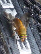 Image of Yellow Fly of the Dismal Swamp