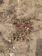 Image of common iceplant