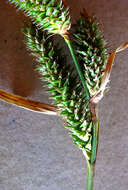 Carex aethiopica Schkuhr resmi