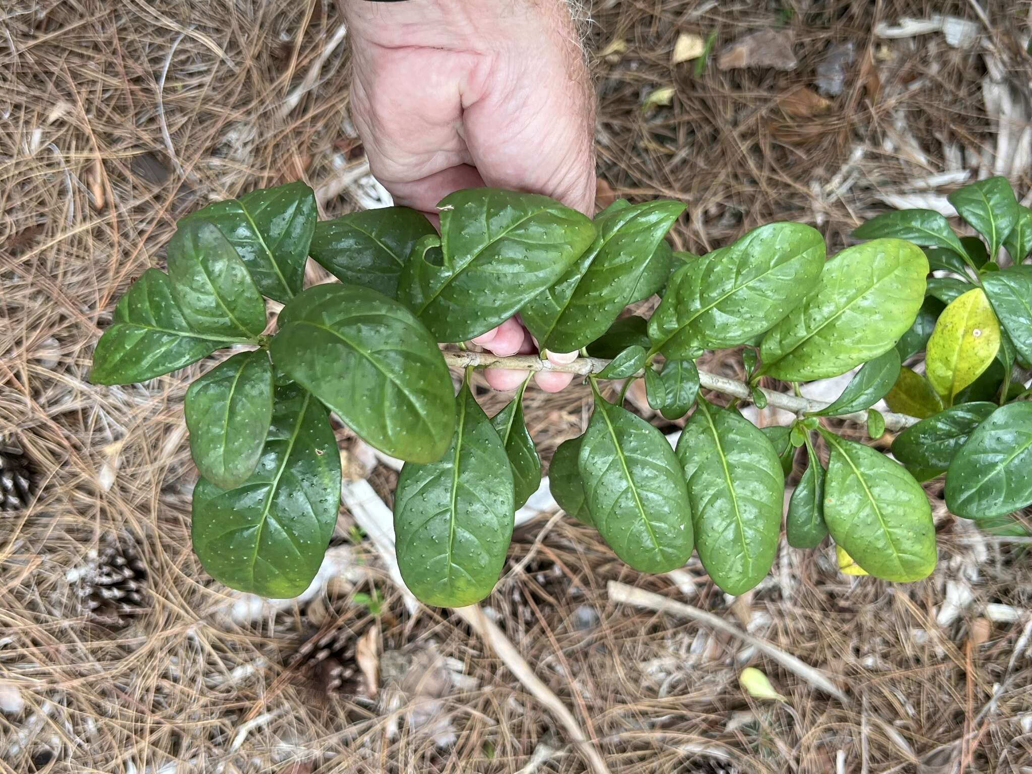 Plancia ëd Psychotria punctata Vatke