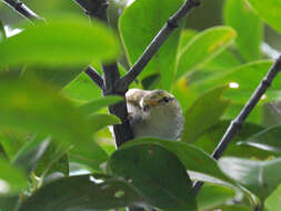 Image of Kloss's Leaf Warbler