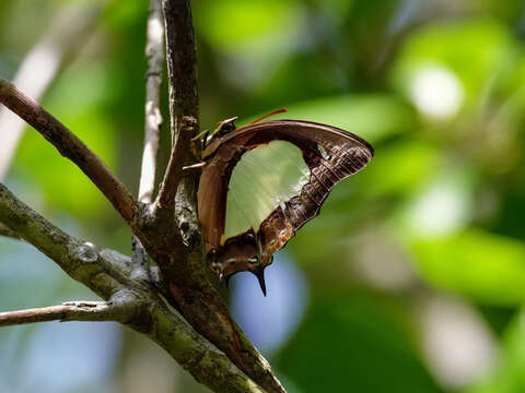 Imagem de Polyura moori Distant 1883