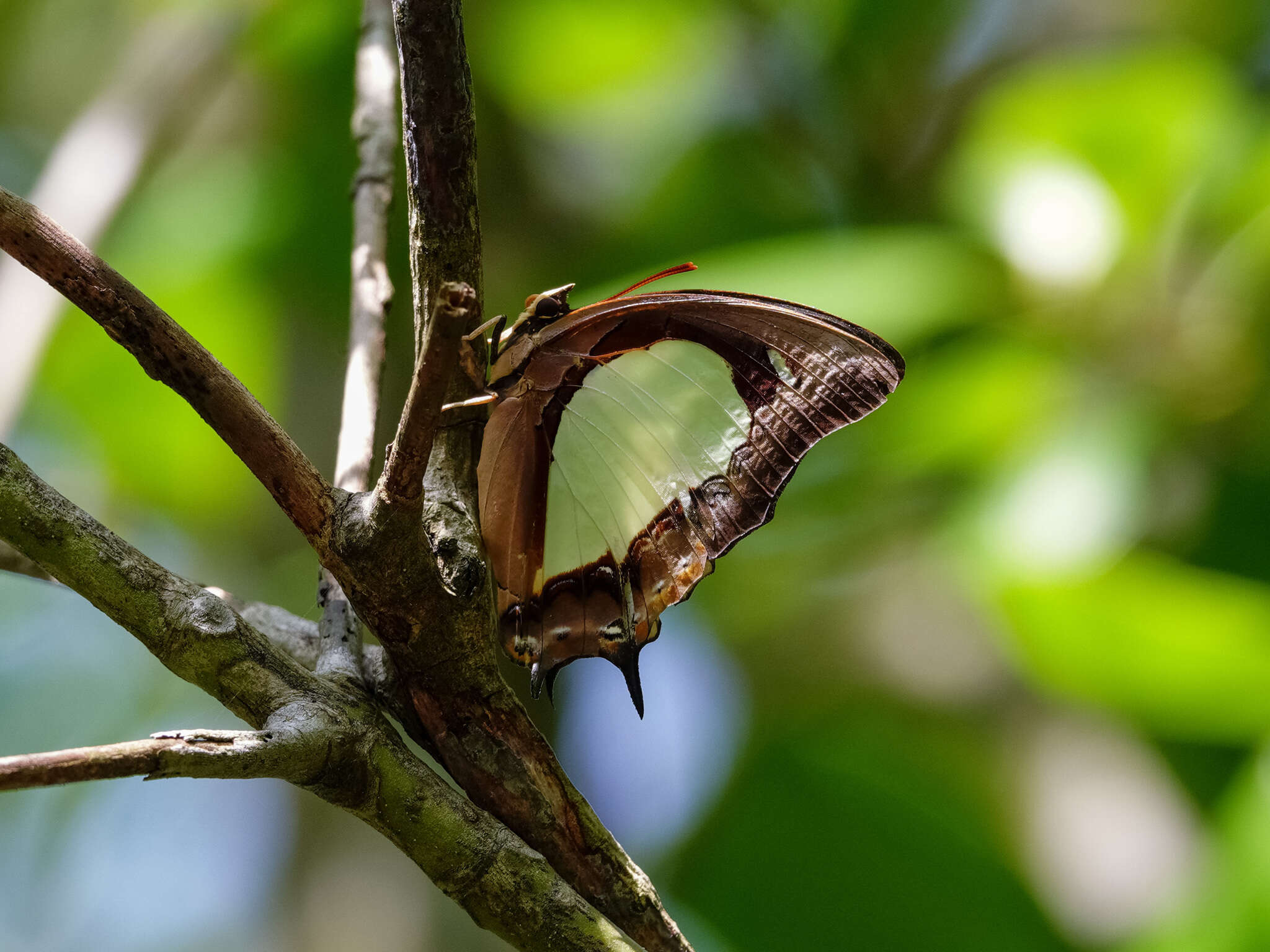 Imagem de Polyura moori Distant 1883