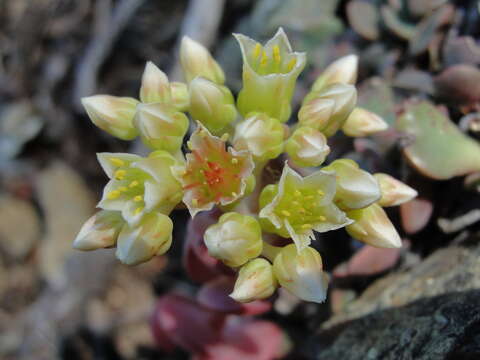 Image of Sedum flavidum