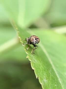 Image of Orthonevra nitida (Wiedemann 1830)