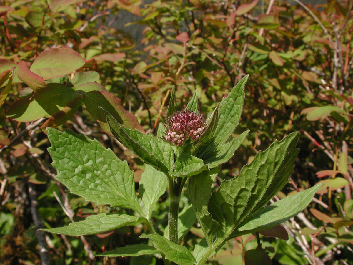 Image of Mountain Heliotrope