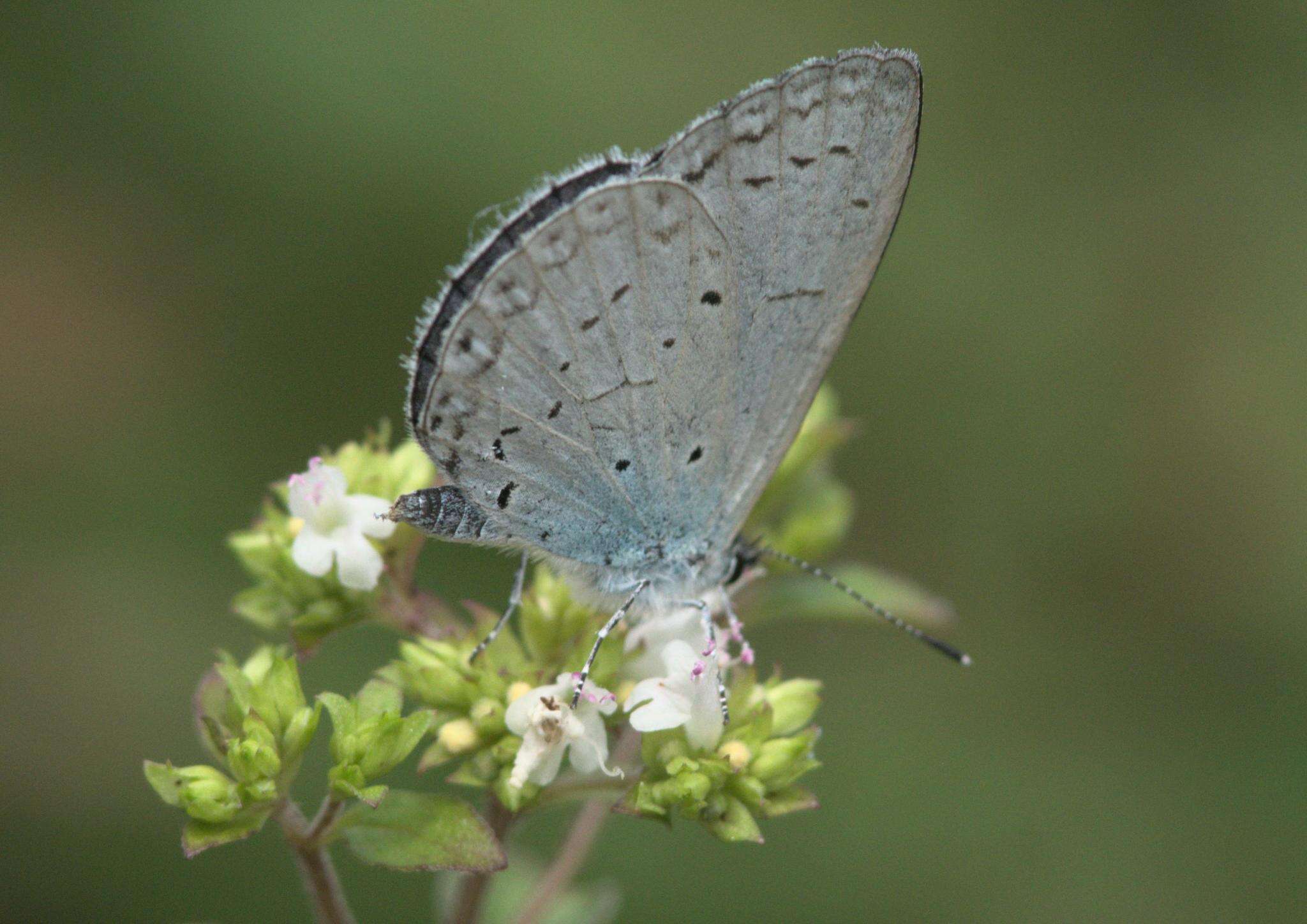 Image of Celastrina gigas (Hemming 1928)