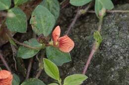 Слика од Macroptilium gibbosifolium (Ortega) A. Delgado
