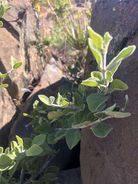 Image of Afrocanthium gilfillanii (N. E. Br.) Lantz