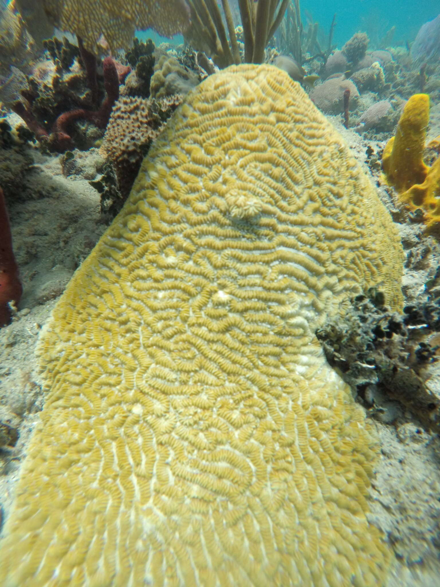 Image of Maze Coral