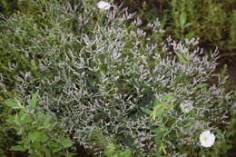 Image de Limonium sareptanum (A. Becker) Gams