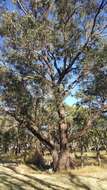 صورة Eucalyptus microcarpa (Maiden) Maiden