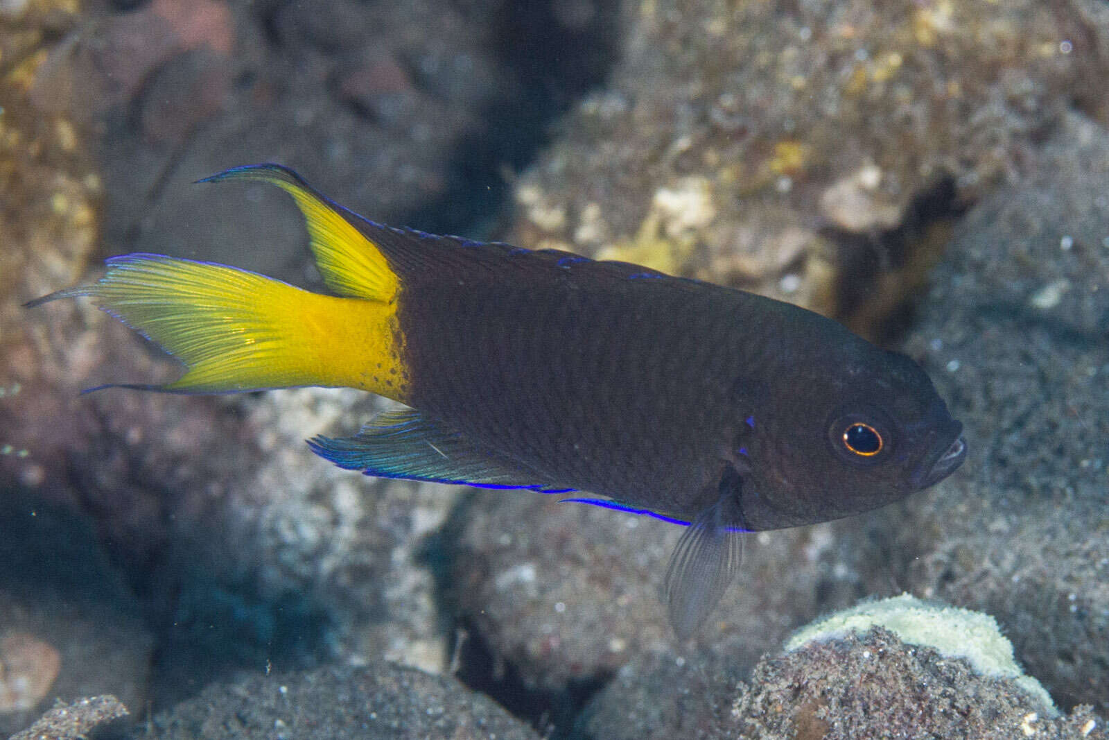 Image of Orange-tailed damsel-fish