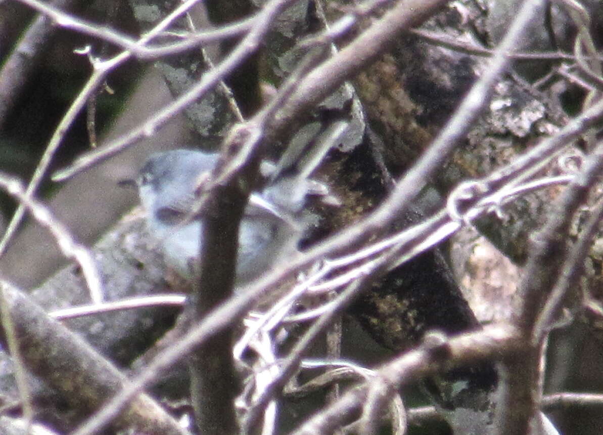 Image of White-lored Gnatcatcher