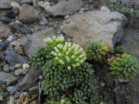 Image de Moschopsis dentata (Phil.) Pozner & S. Denham