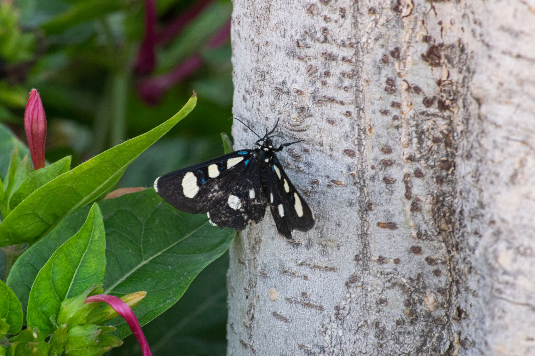 Image of Two-spotted Forester