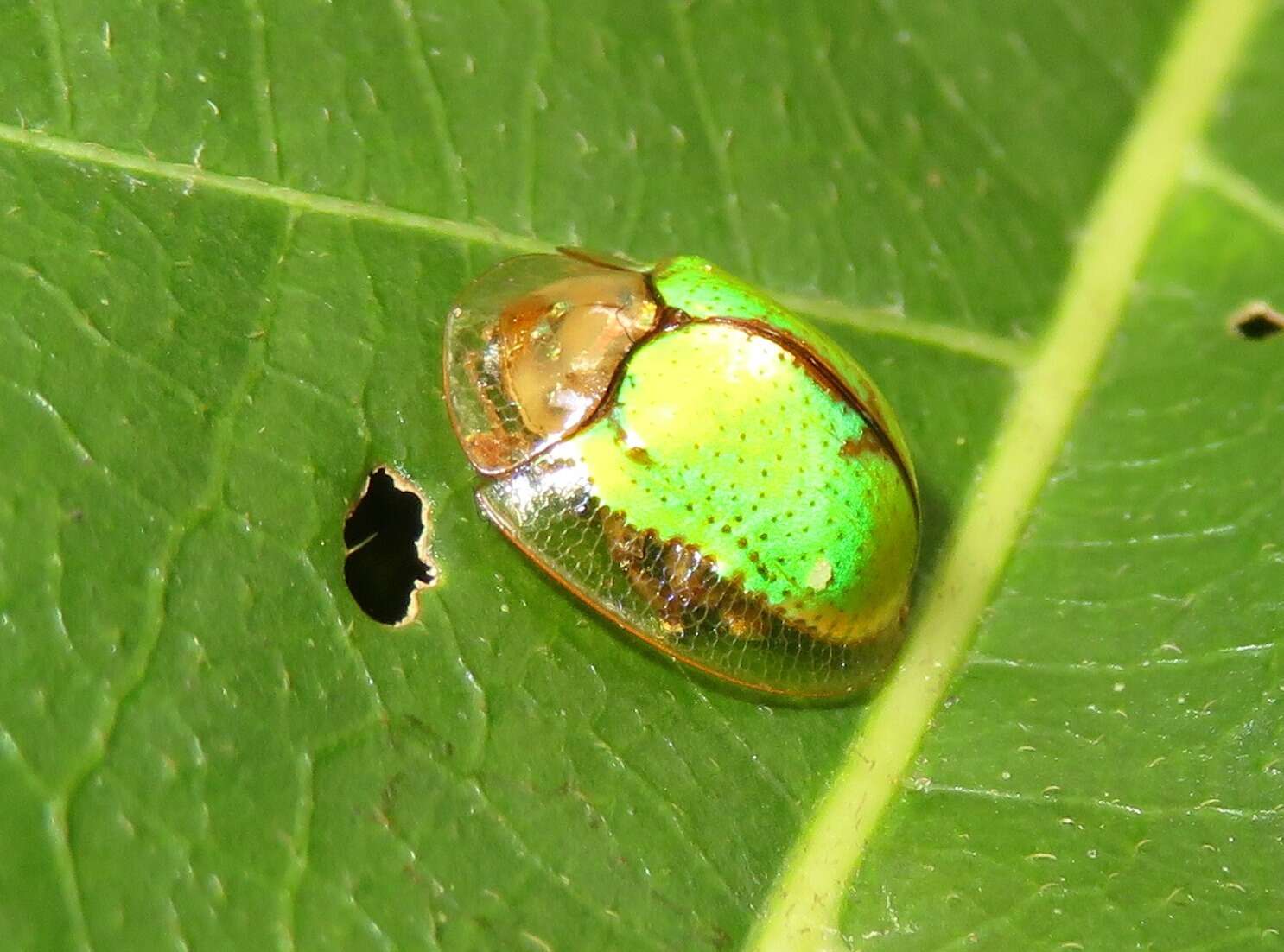 صورة Coptocycla (Coptocycla) dolosa Boheman 1855