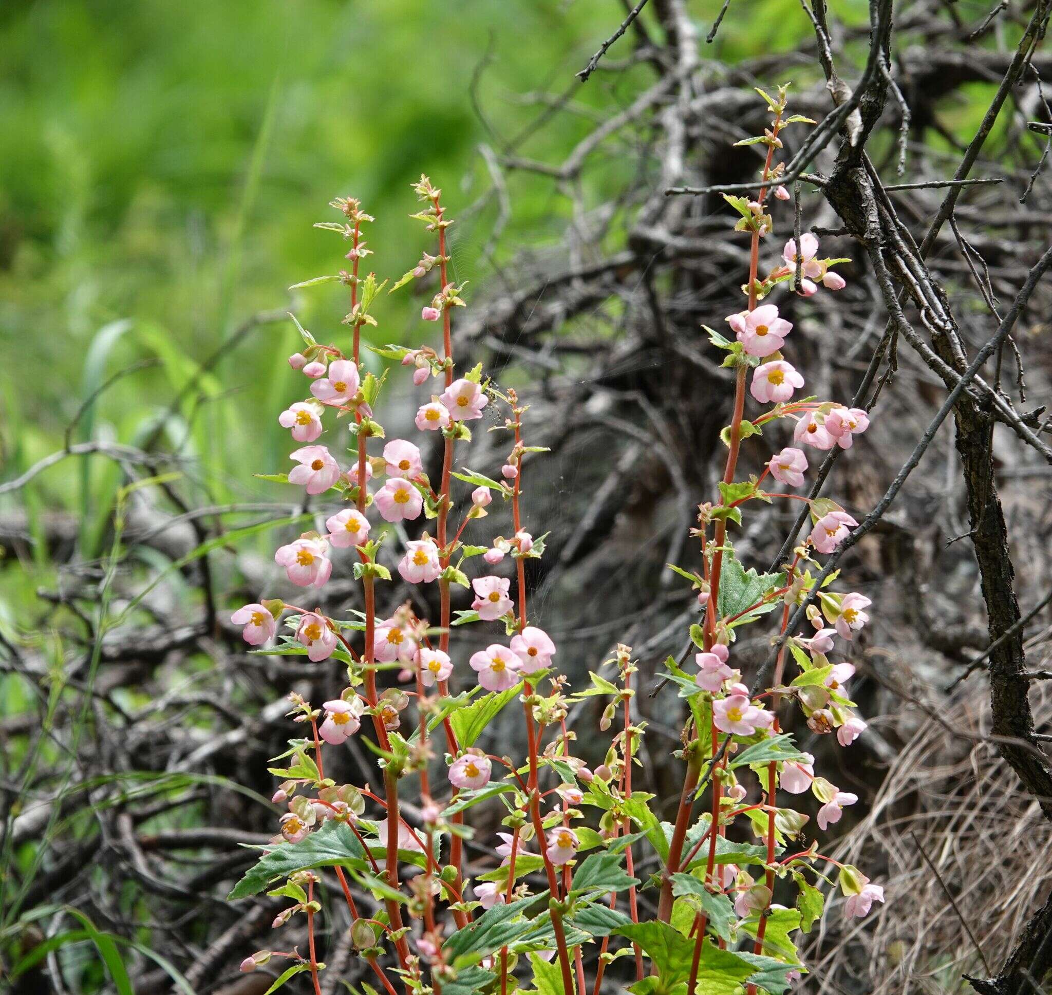 Image of Begonia angustiloba A. DC.