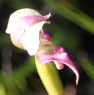 Image of Disperis paludosa Harv. ex Lindl.