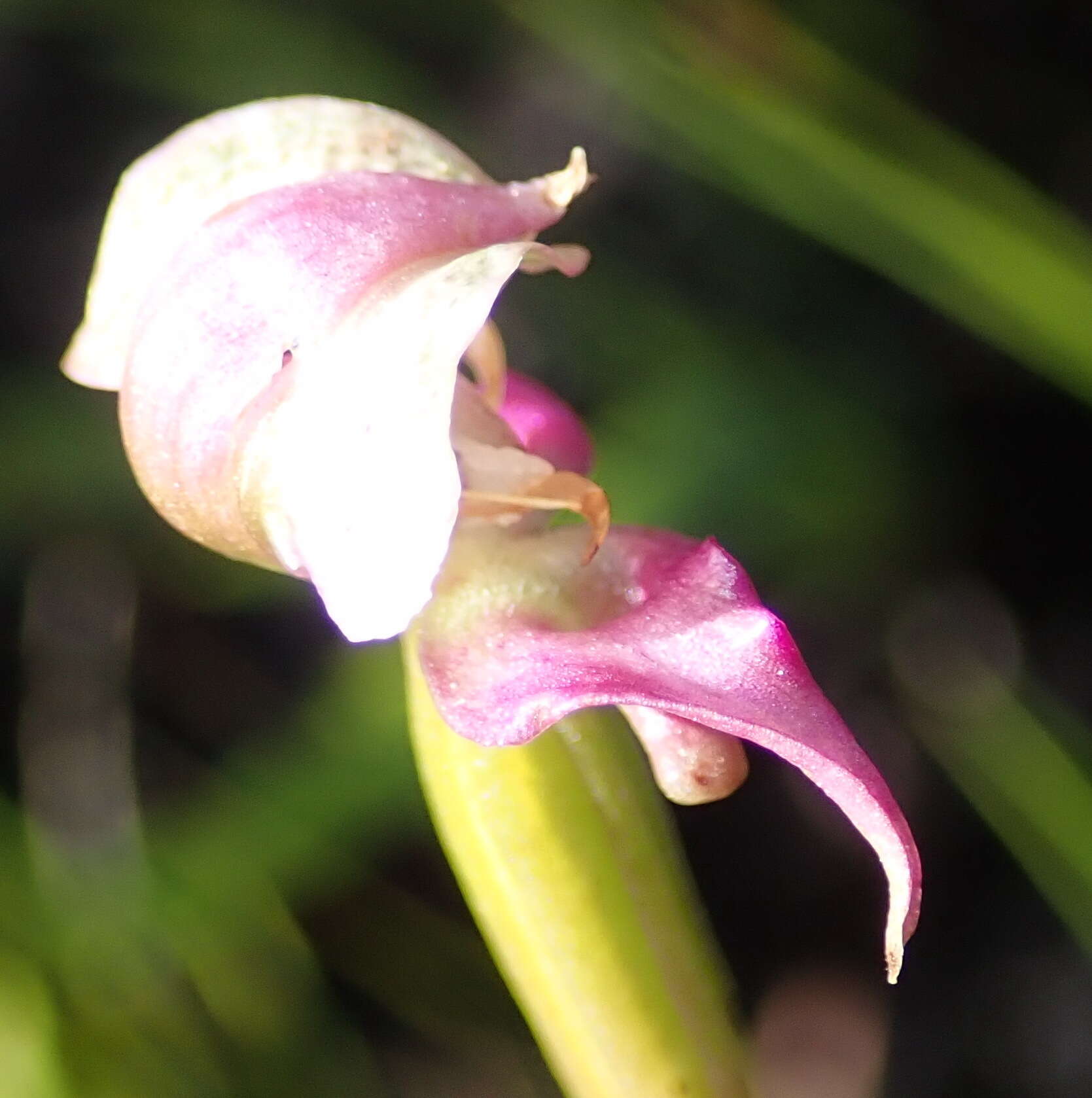 Image of Disperis paludosa Harv. ex Lindl.