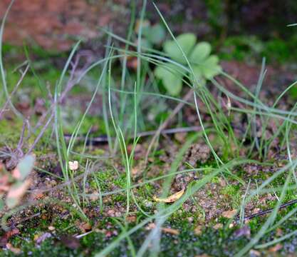 Image of Drimia uniflora J. C. Manning & Goldblatt