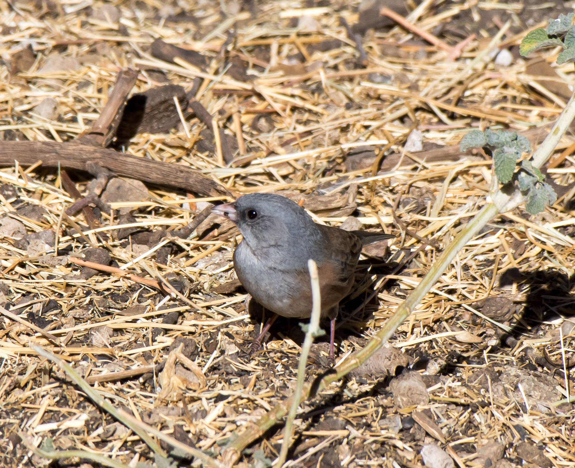 Image of Junco hyemalis mearnsi Ridgway 1897