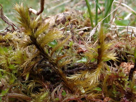 Image of tomentypnum moss