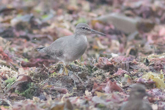 Image of Wandering (Alaskan) Tattler